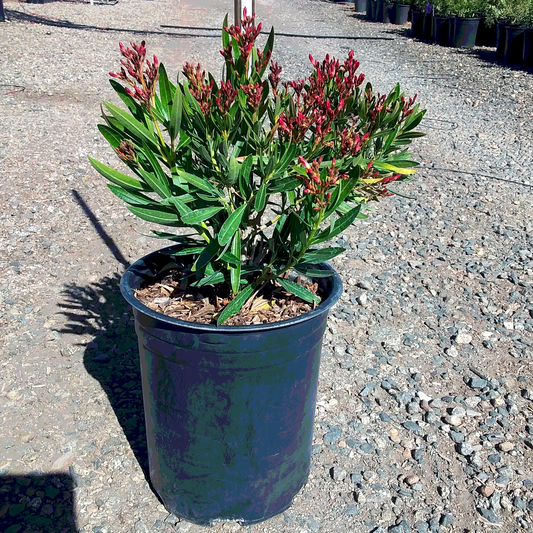Petite Pink Oleander - 5 Gallon - #3606