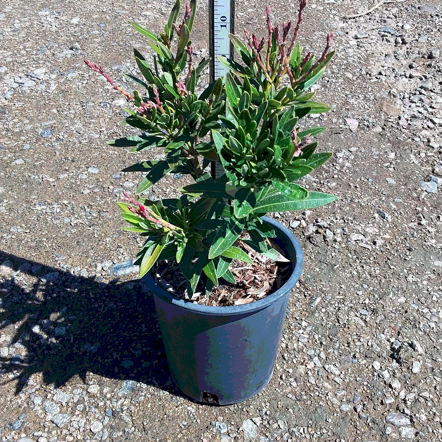 Petite Salmon Oleander - 1 Gallon - #580