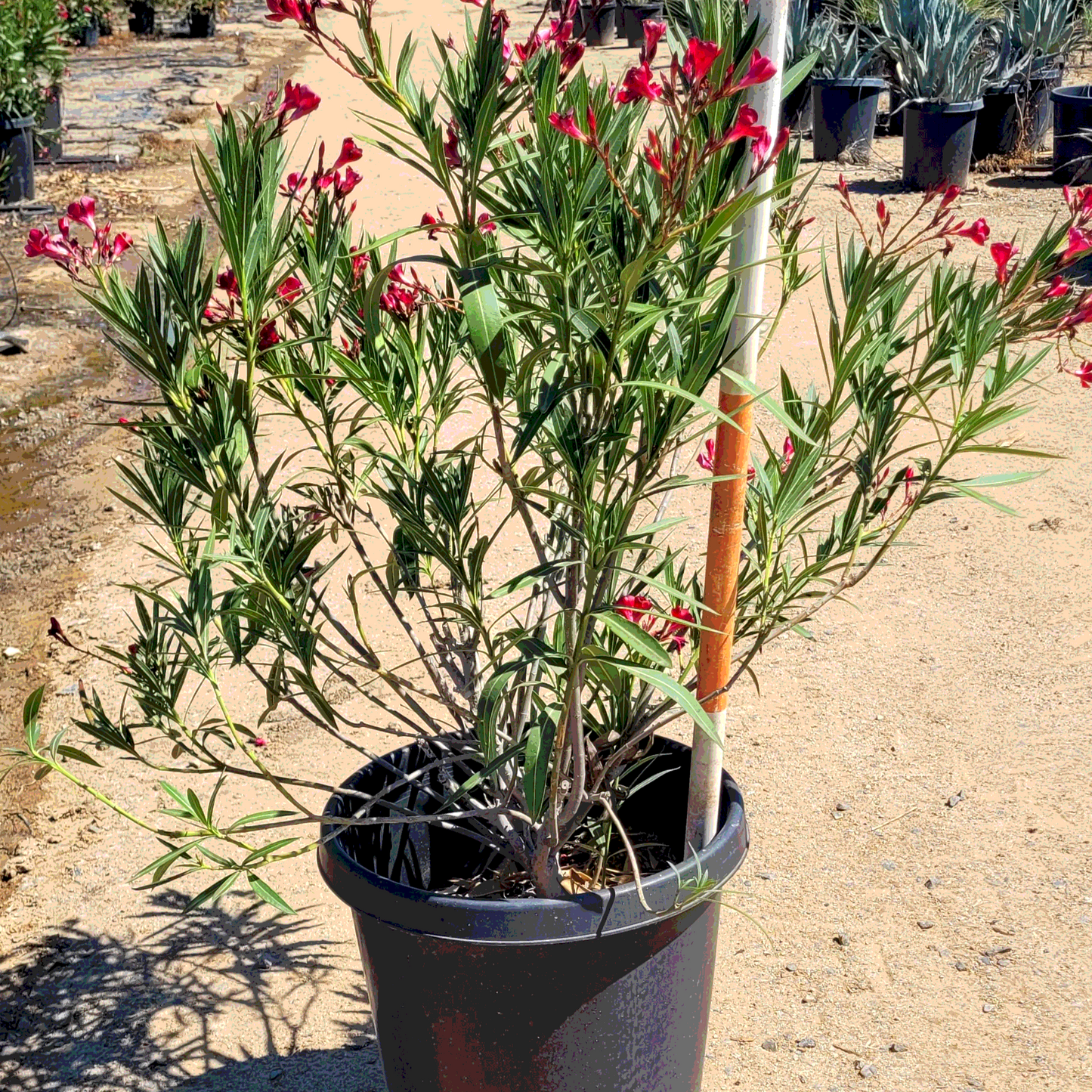 Oleander 'Shrub Red' - 15 Gallon - #27515