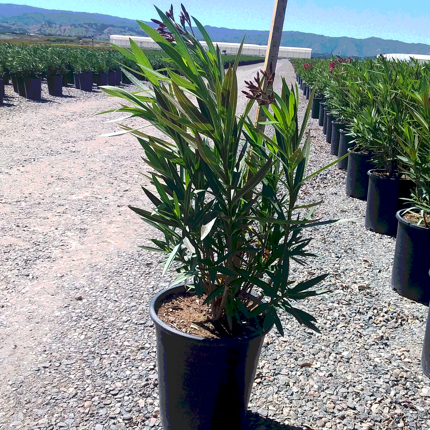 Jannoch Red Oleander - 5 Gallon - #32869