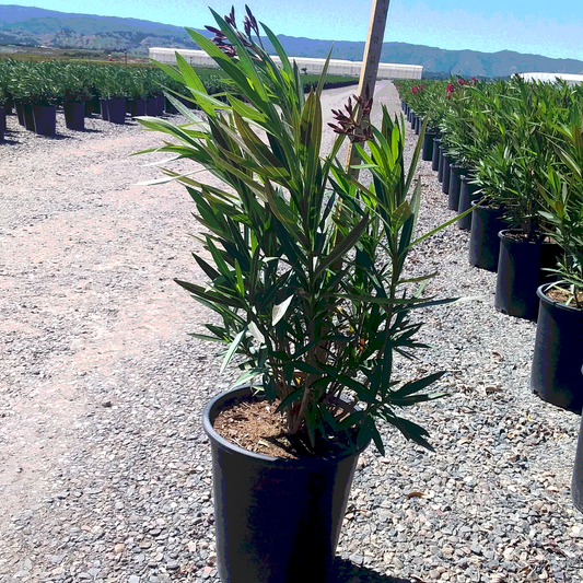Jannoch Red Oleander - 5 Gallon - #32869