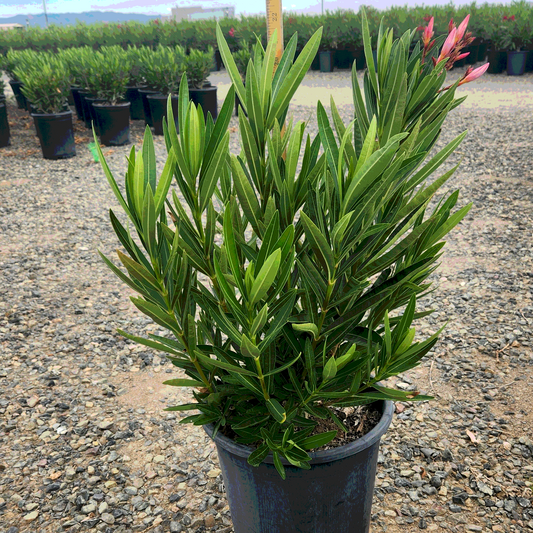 Pink Beauty Oleander - 5 Gallon - #32870