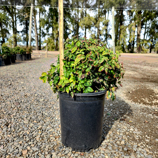 Heavenly Bamboo 'Firepower' - 5 Gallon - #19136