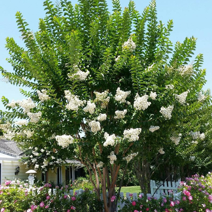 Natchez Crape Myrtle Tree - 5 Gallon - #32741