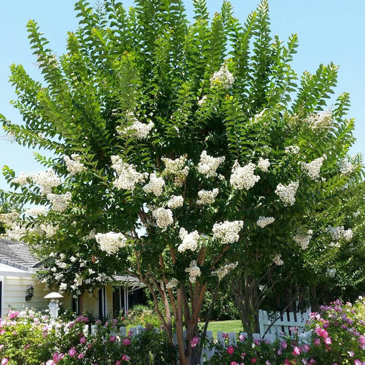 Natchez Crape Myrtle Tree - 5 Gallon - #32741