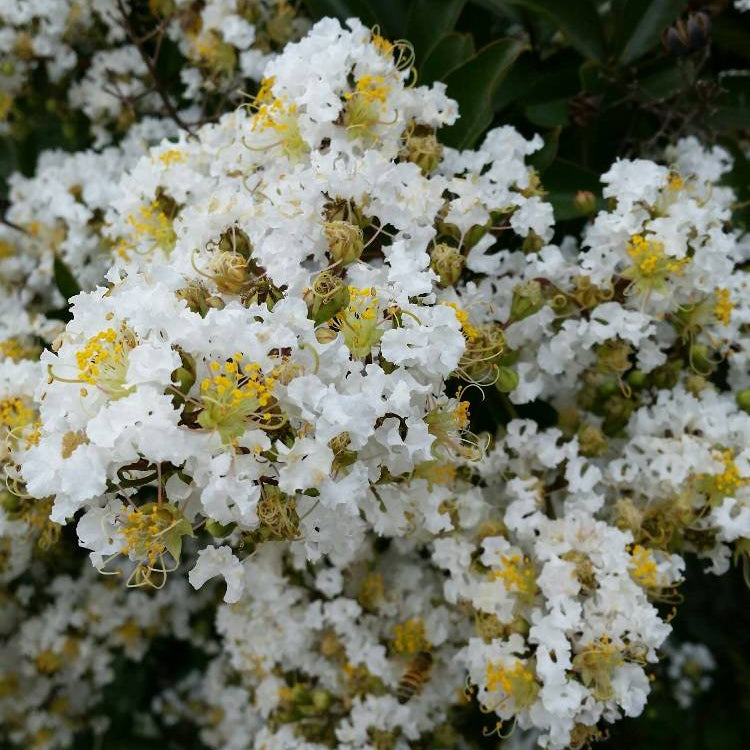 Natchez Crape Myrtle Tree - 5 Gallon - #32741