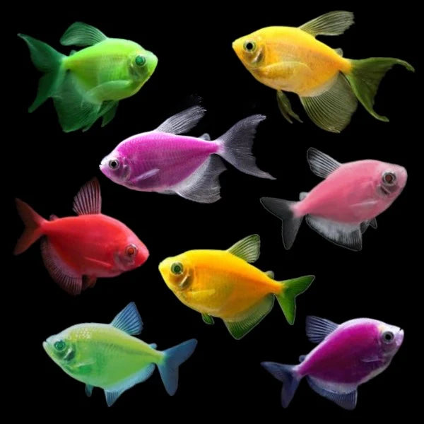 GloFish® Assorted Tetra - #31390