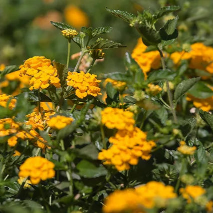 Lantana 'New Gold' - 1 Gallon - #17885