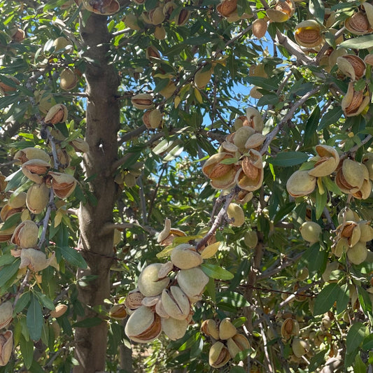 Nonpareil Almond - 5 Gallon - #1104