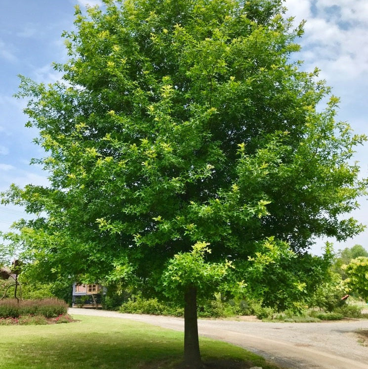 Nuttall Oak - 30 Gallon - #31514