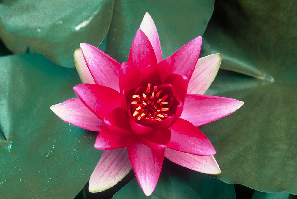 Hardy Water Lily (Nymphaea) – Packaged Rhizome/Bulb - Pink/Red/White/Yellow - #32268