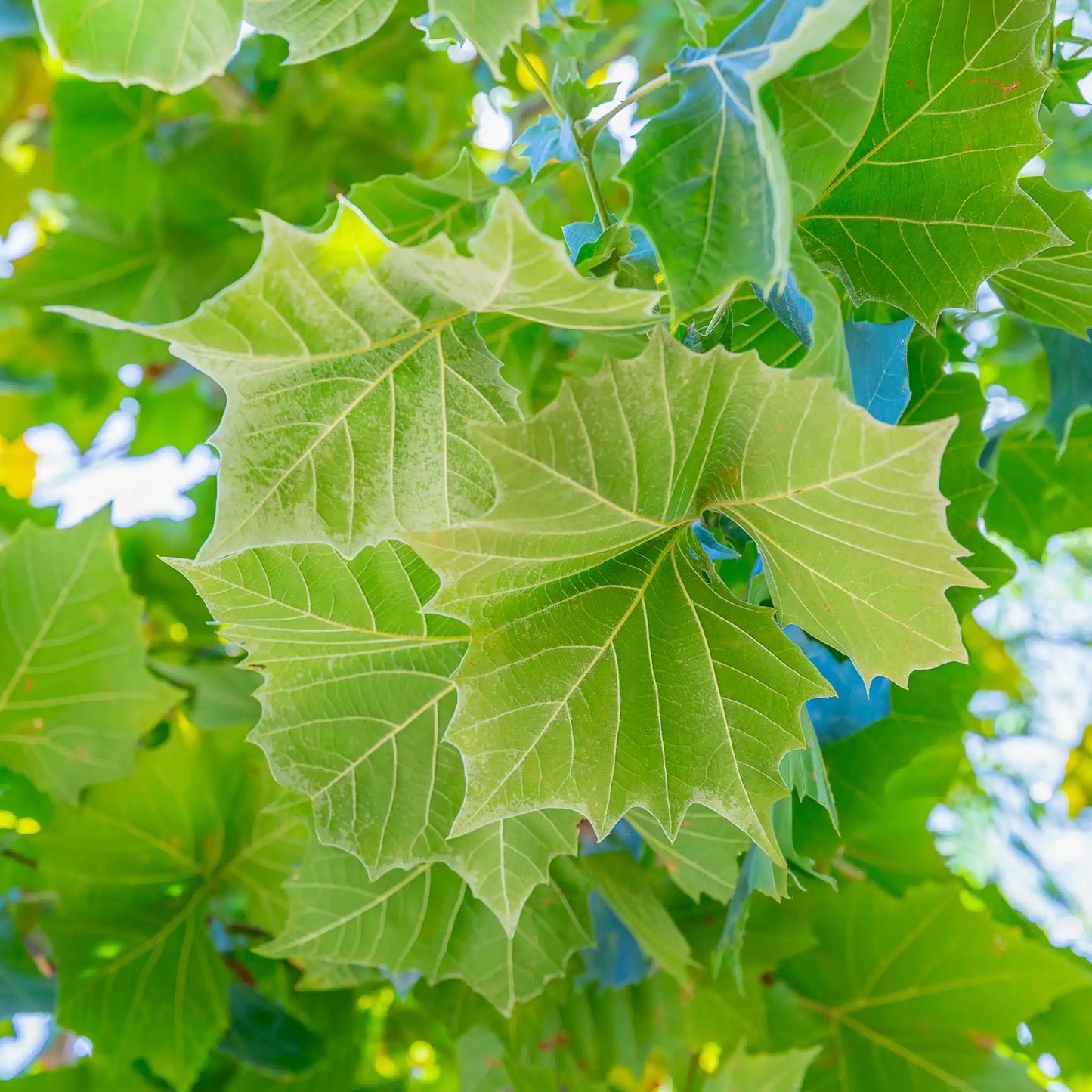 Mexican Sycamore - 15 Gallon - #20756