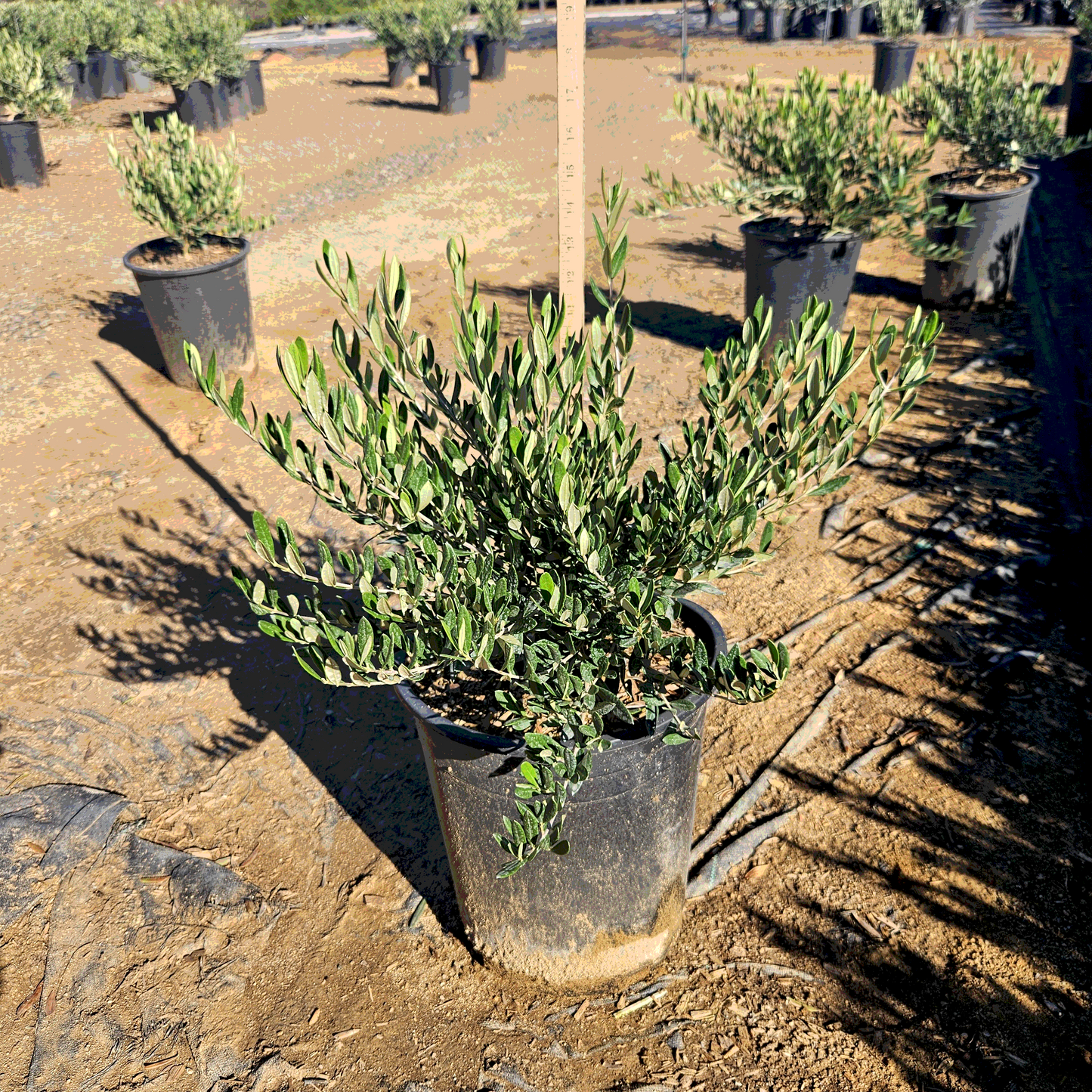 Olive Dwarf 'Little Ollie' - 5 Gallon - #3791