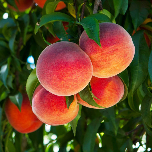 O'Henry Peach - Grow Bag - #29625