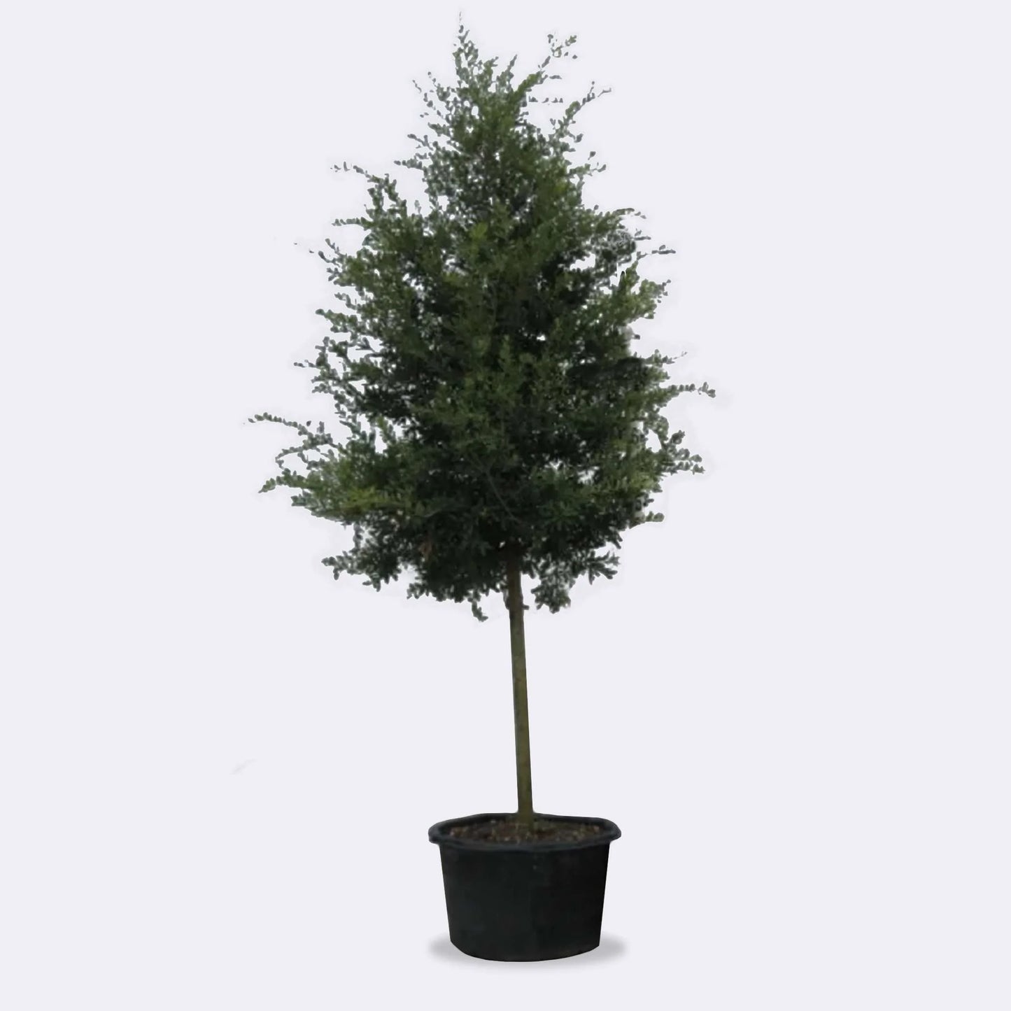 Plant Rental 25 Gallon Plus
