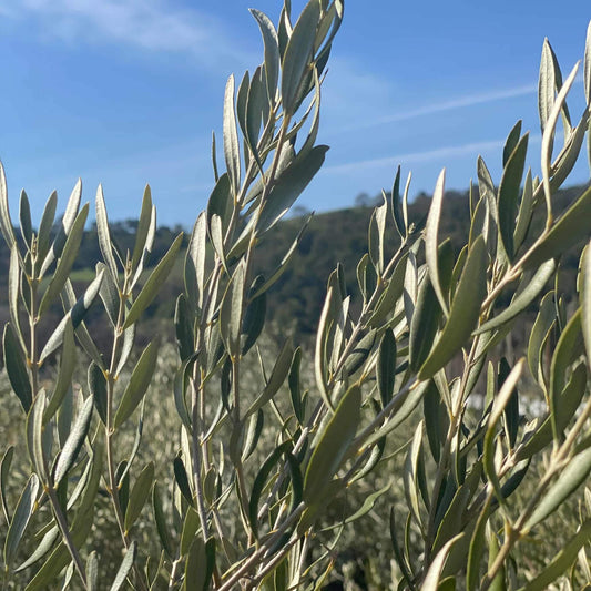 Fruitless Olive - Single Trunk - 5 Gallon - #28985