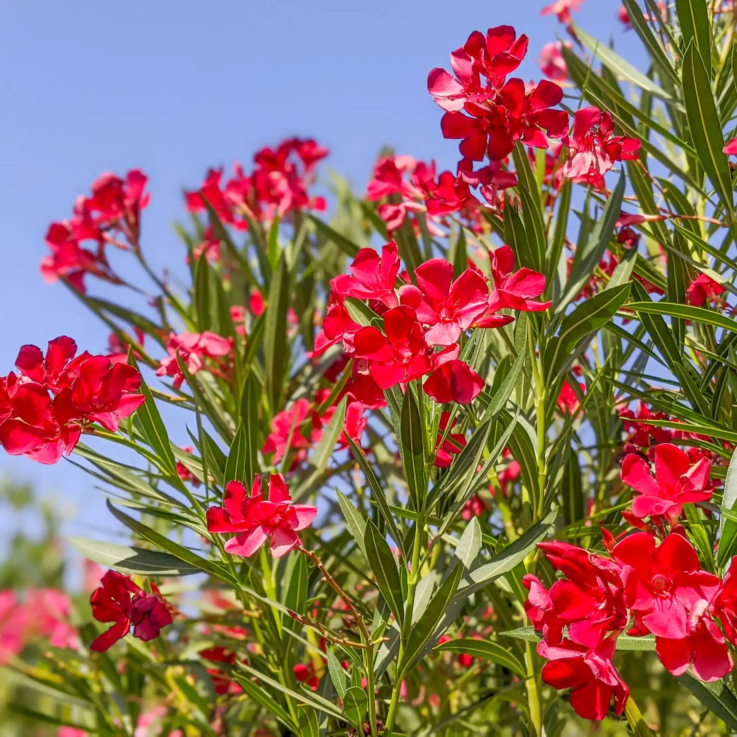 Red Oleander - 1 Gallon - #3567