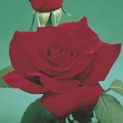 Rose Olympiad - Hybrid Tea - TNP - #29782