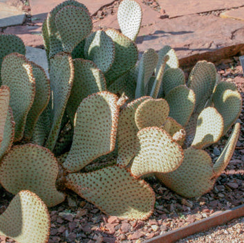 Prickly Pear 'Native' - 5 Gallon - #31914