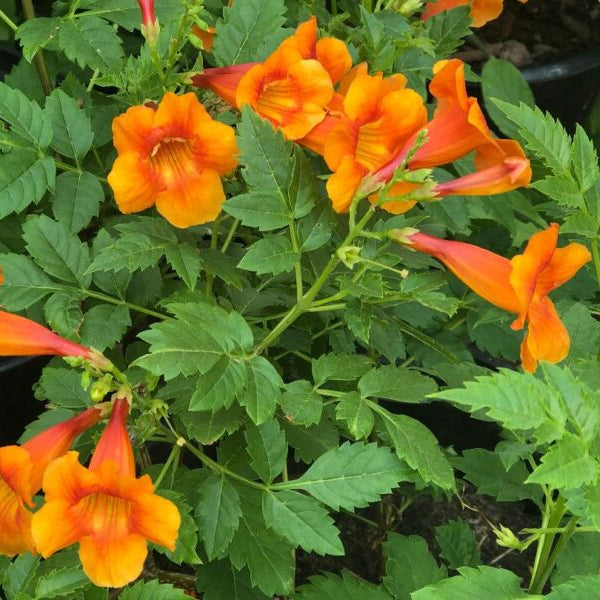 Orange Jubilee Tecoma - 1 Gallon - #444