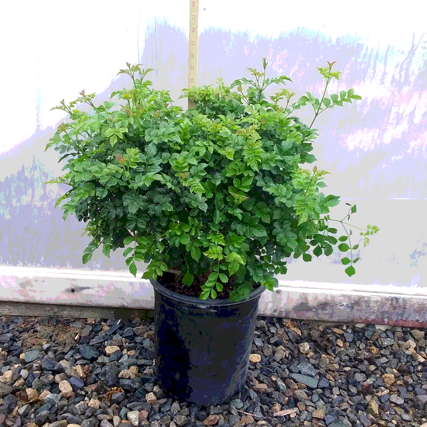 Orange Cape Honeysuckle - 5 Gallon - #970