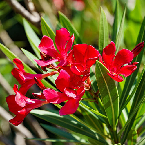 Jannoch Red Oleander - 5 Gallon - #32869