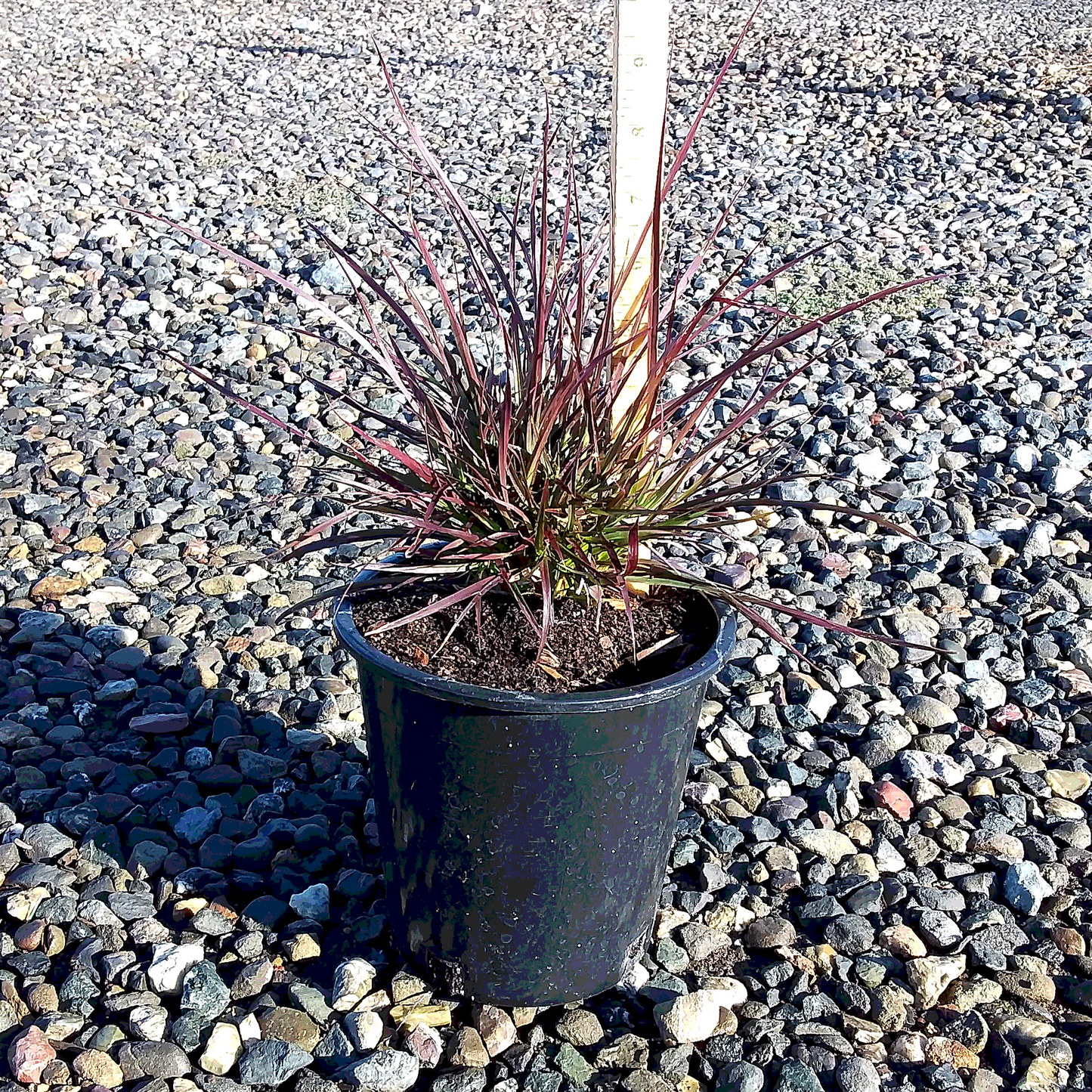 Red Fountain Grass - 1 Gallon - #32261