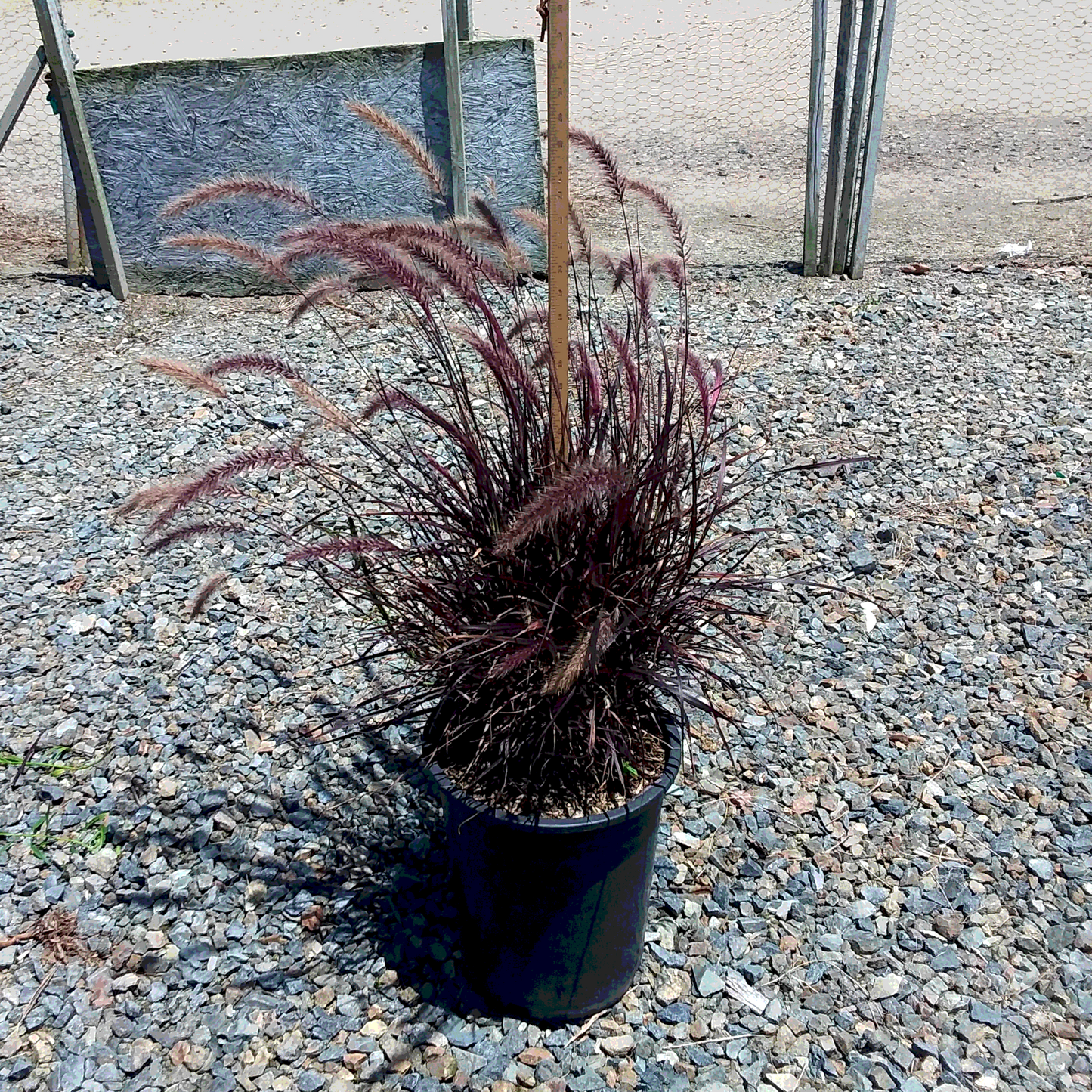 Red Fountain Grass - 5 Gallon - #32262