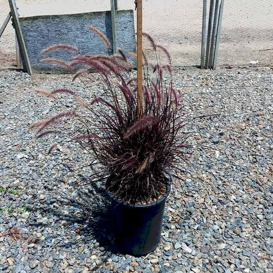 Red Fountain Grass - 5 Gallon - #32262