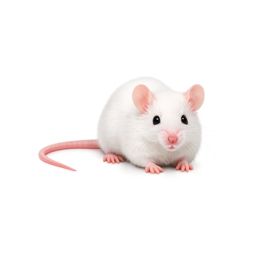 Live Medium Feeder Mouse - #32528