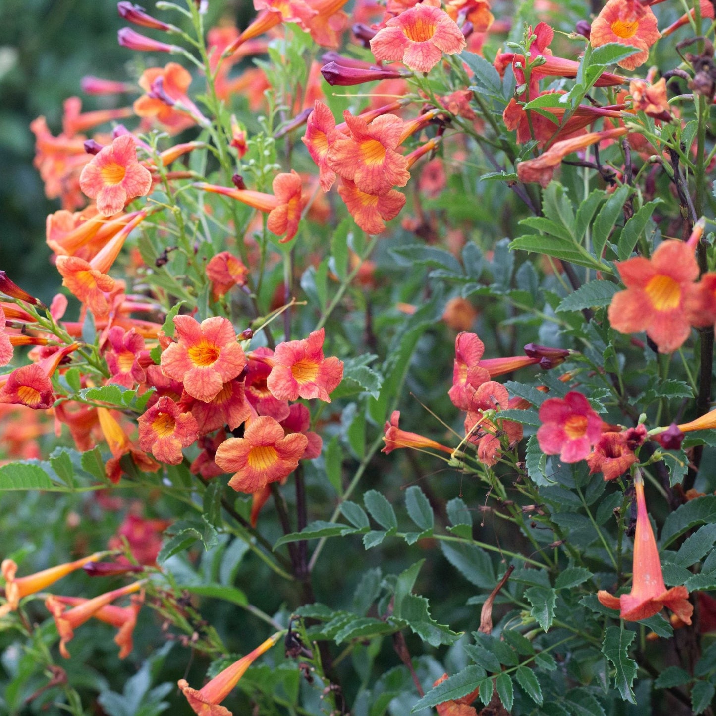 Tecoma 'Red Hot' - 1 Gallon - #31101