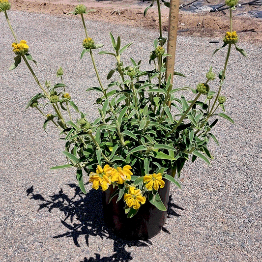 Jerusalem Sage - 5 Gallon - #32937