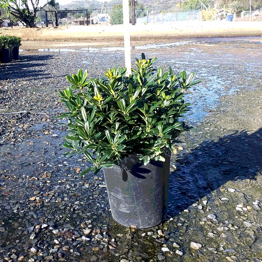 Mock Orange 'Wheeler's Dwarf' - 5 Gallon - #590