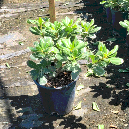 Mock Orange 'Variegated' - 1 Gallon - #588