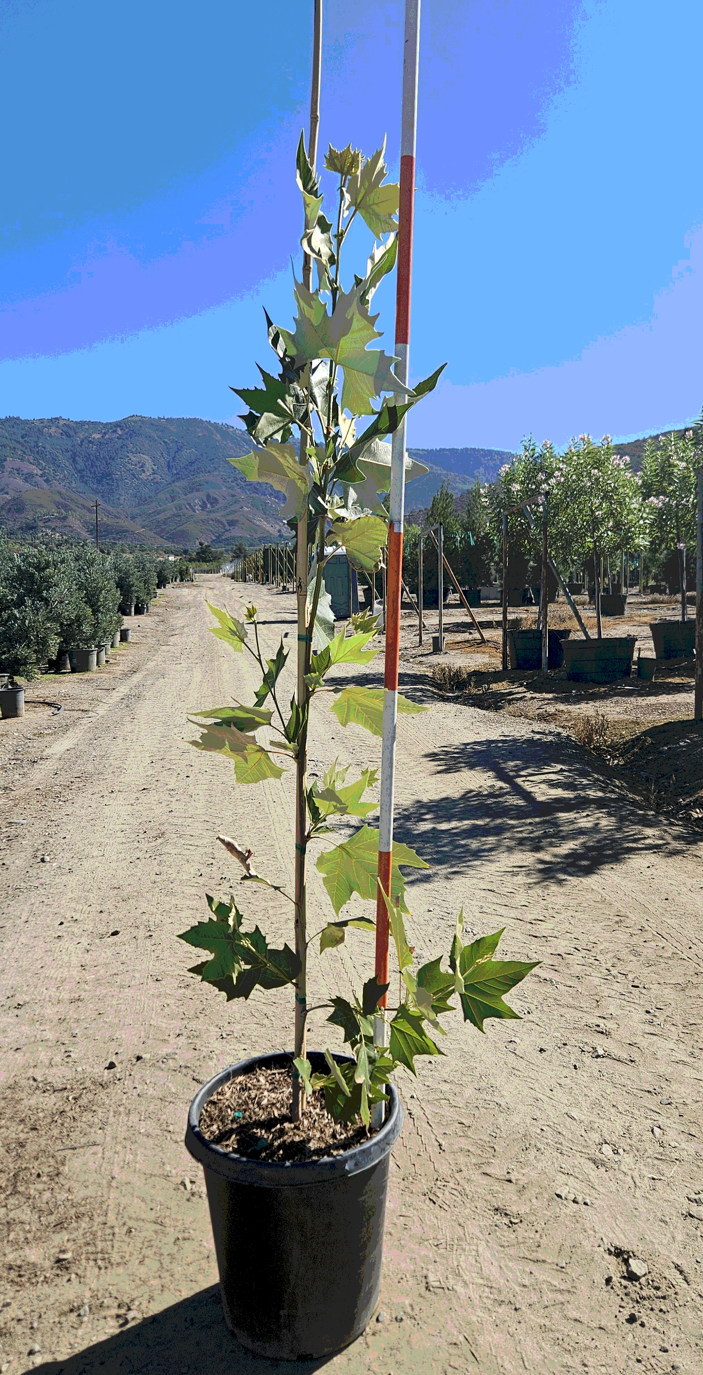 Mexican Sycamore - 15 Gallon - #20756