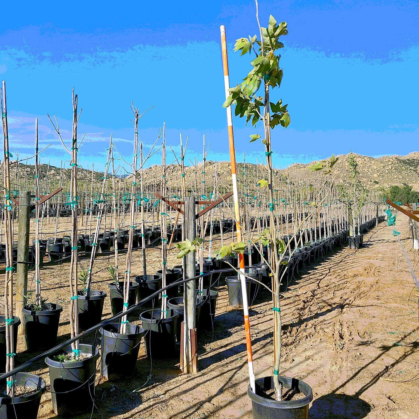 Western Sycamore - 15 Gallon - #32875