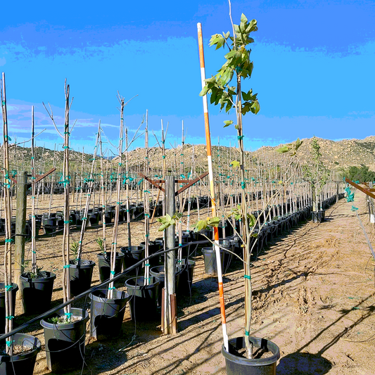 Western Sycamore - 15 Gallon - #32875