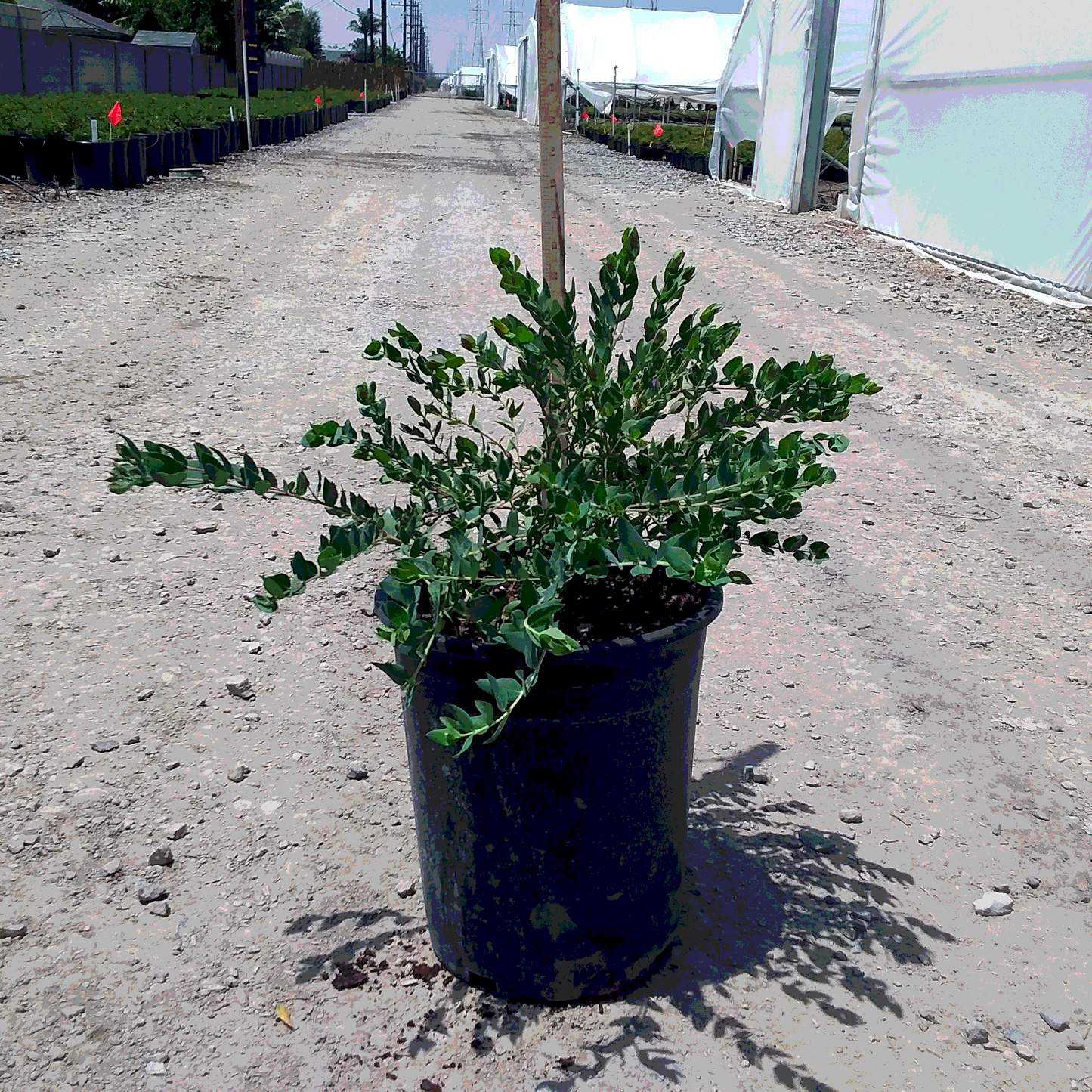 Sweet Pea Shrub - 5 Gallon - #3469