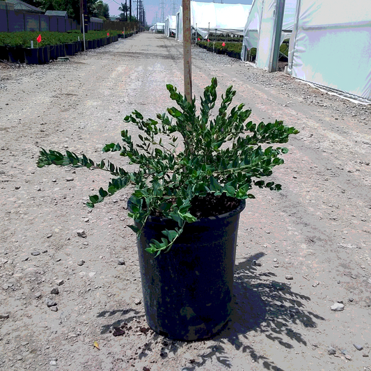 Sweet Pea Shrub - 5 Gallon - #3469