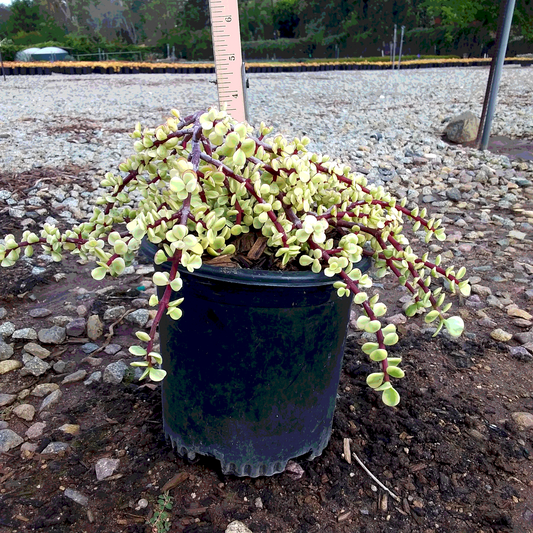 Variegated Elephant Bush - 1 Gallon - #25137