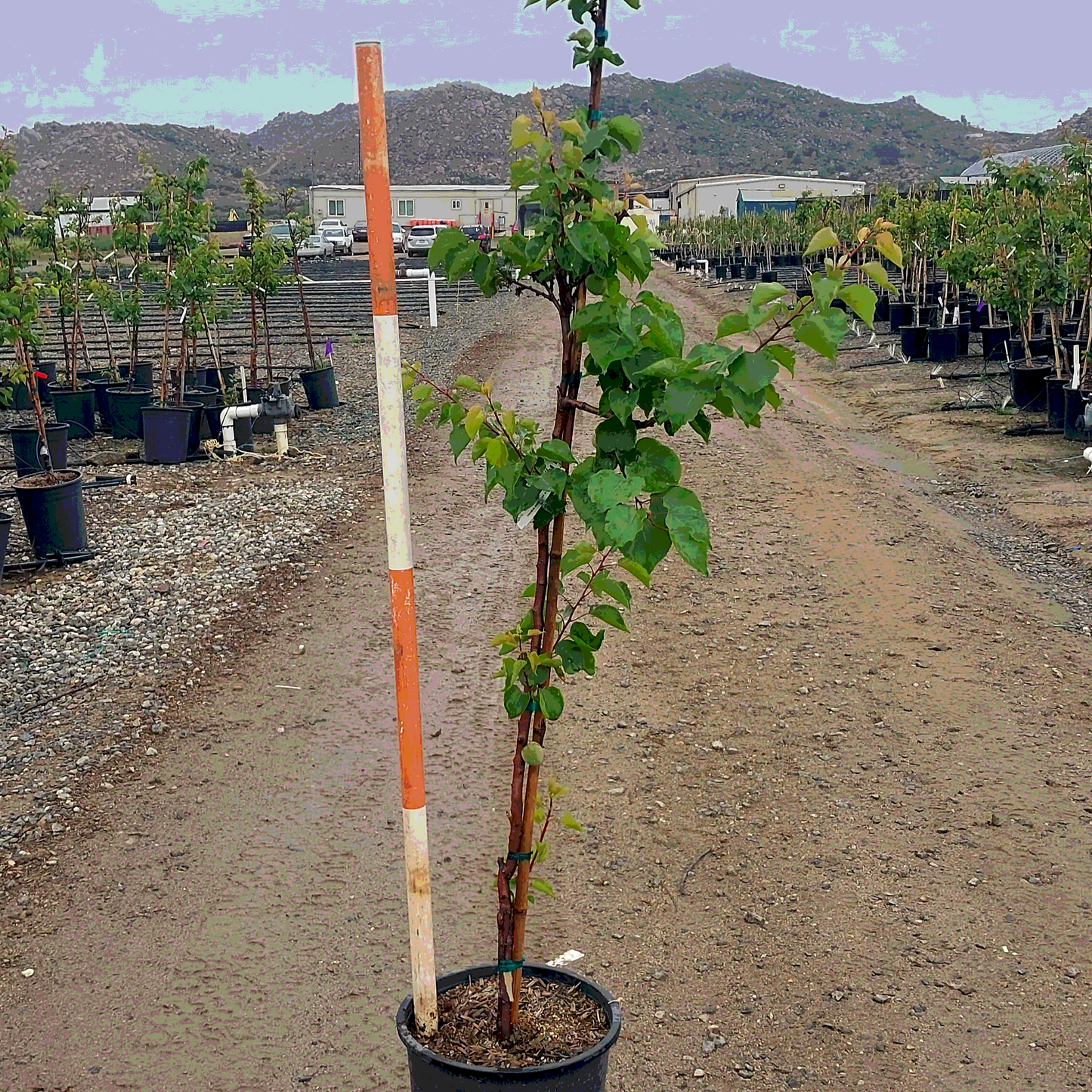 Blenheim Apricot - 5 Gallon - #3539