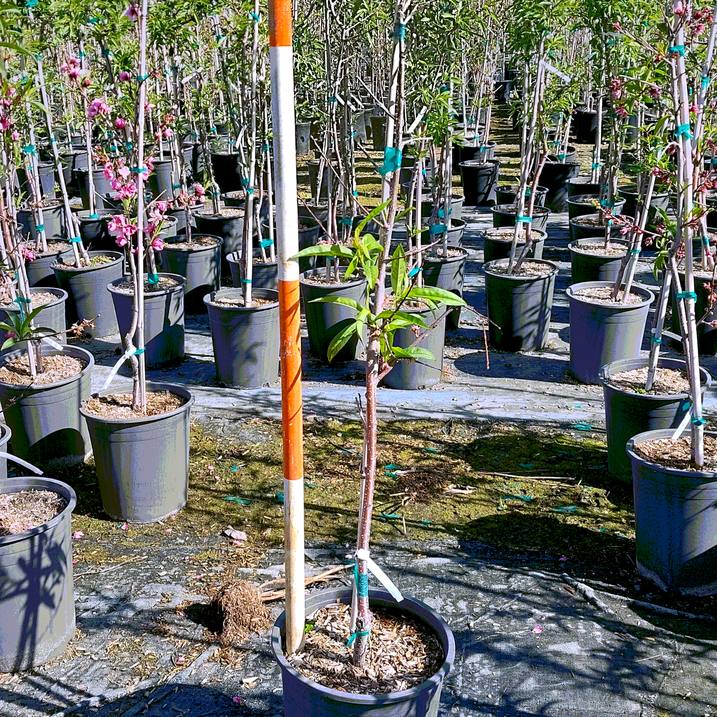 Peach 'Glohaven' - 5 Gallon - #32073