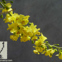 Palo Verde Blue - 15 Gallon - #6010