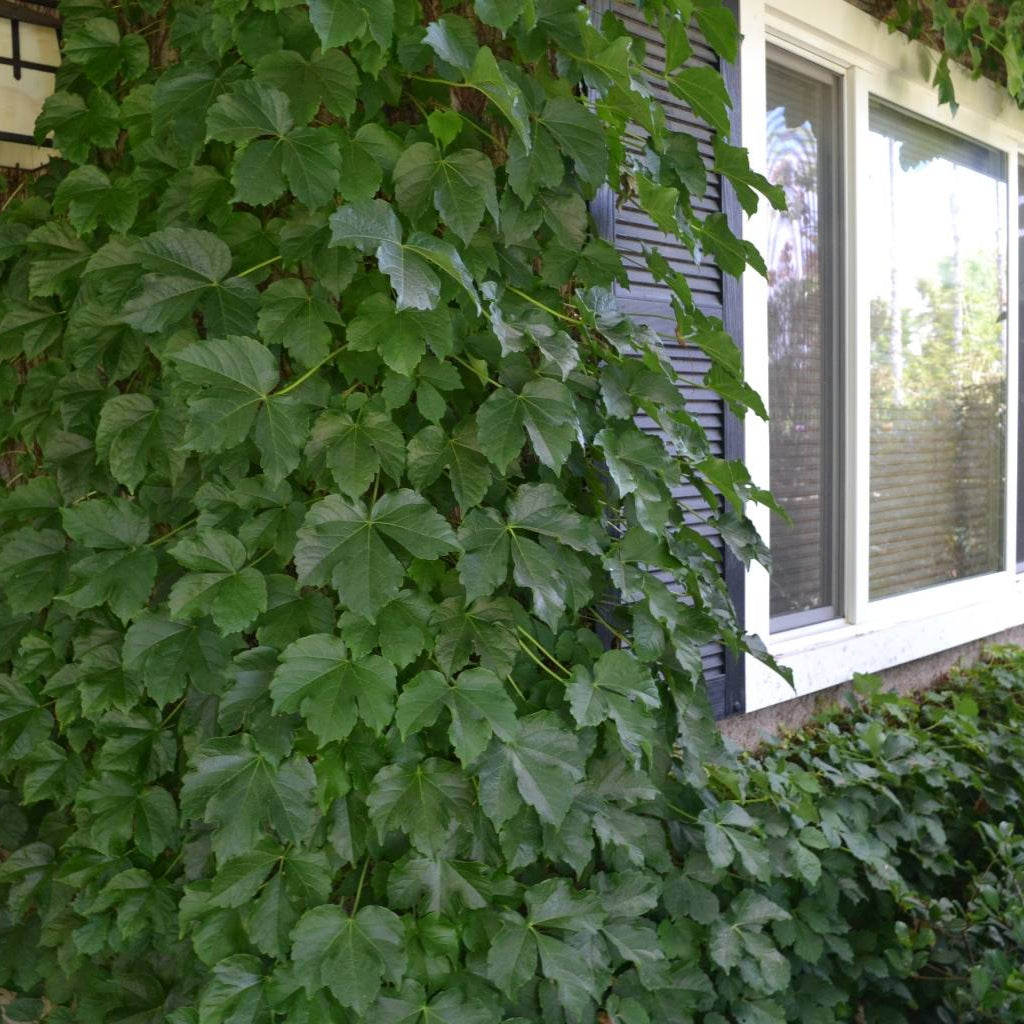 Ivy 'Boston' - 1 Gallon - #32027