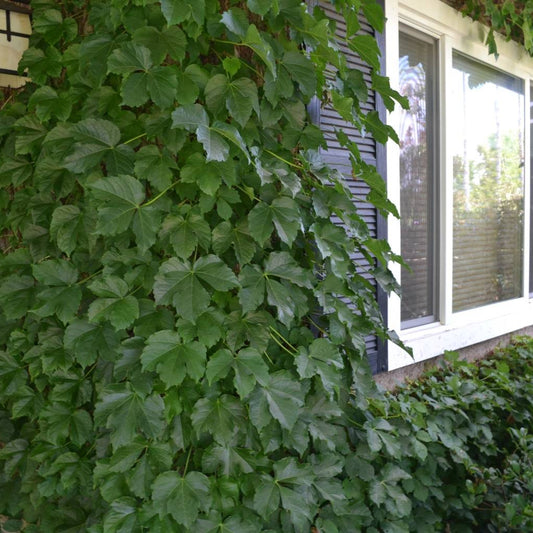 Ivy 'Boston' - 1 Gallon - #32027