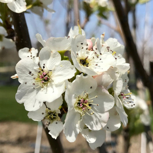 Ornamental Aristocrat Flowering Pear - 15 Gallon - #609