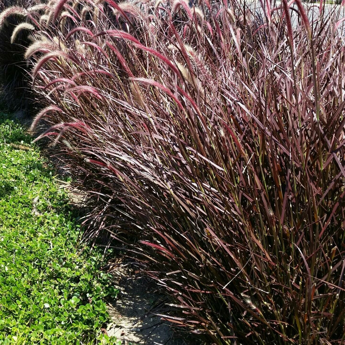 Red Fountain Grass - 5 Gallon - #32262