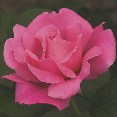 Rose Perfume Delight - TNP - Hybrid Tea - Tops N' Pots