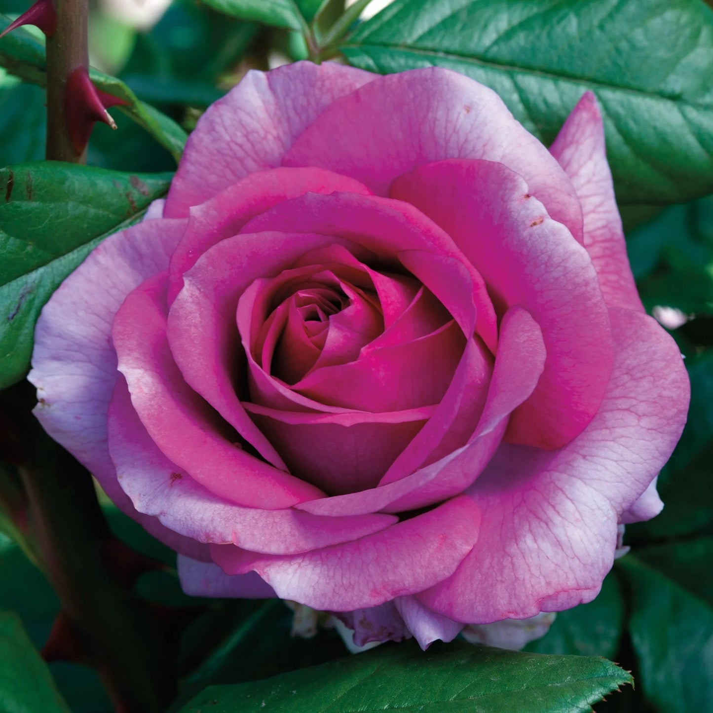 Rose Perfume Factory - Hybrid Tea - TNP - #27464