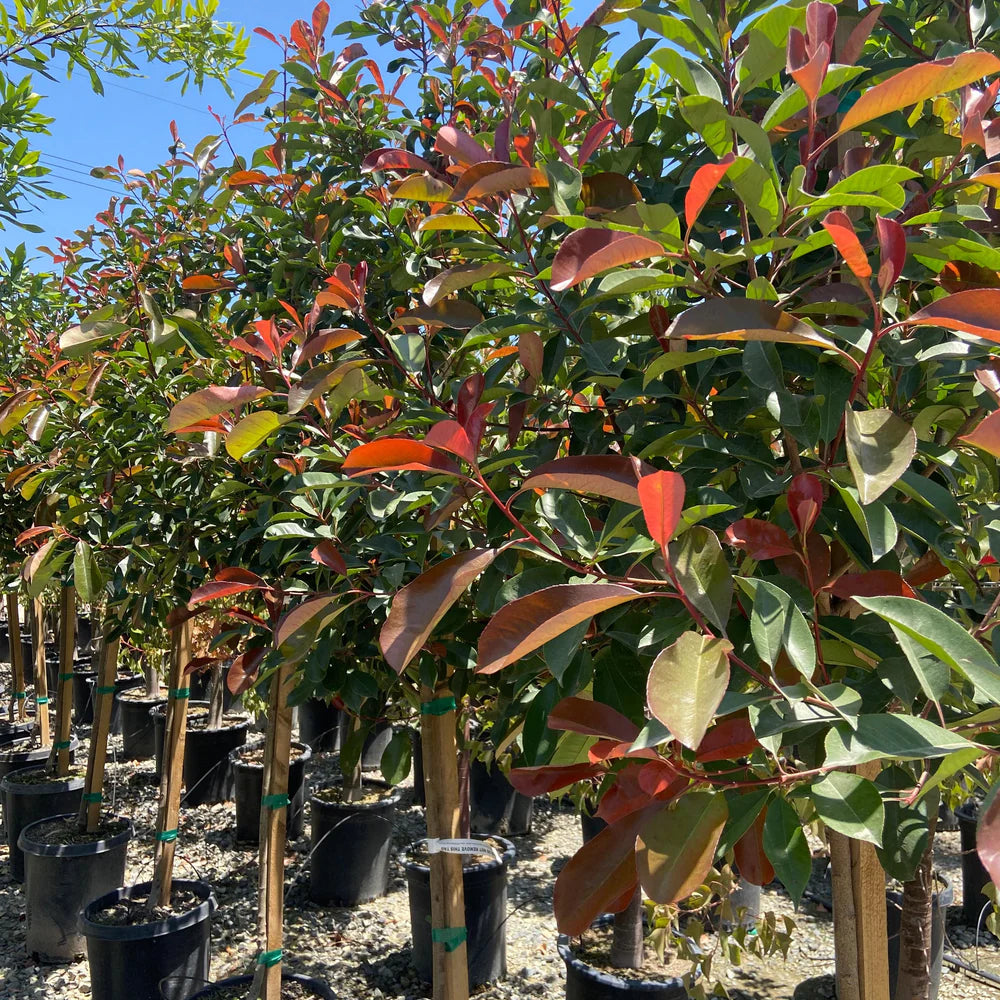 Red Tip Photinia Tree - 15 Gallon - #21964